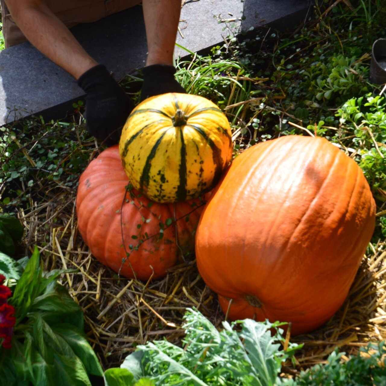 Minnesota Fall Cleanup: What We Leave, What We Compost, and Why It Matters